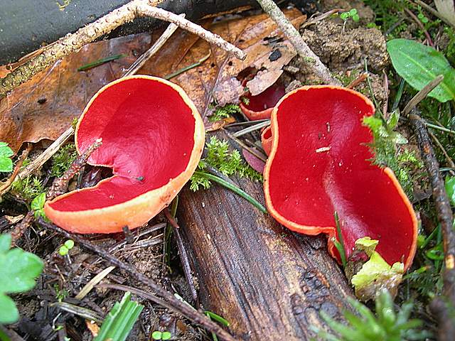 Il Risveglio dei Funghi